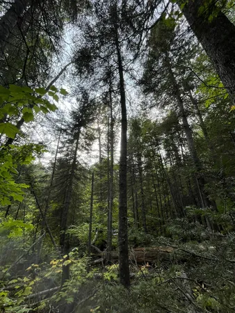 $62,000 | Tbd South Lost Lake Road, Grand Marais, MN 55604