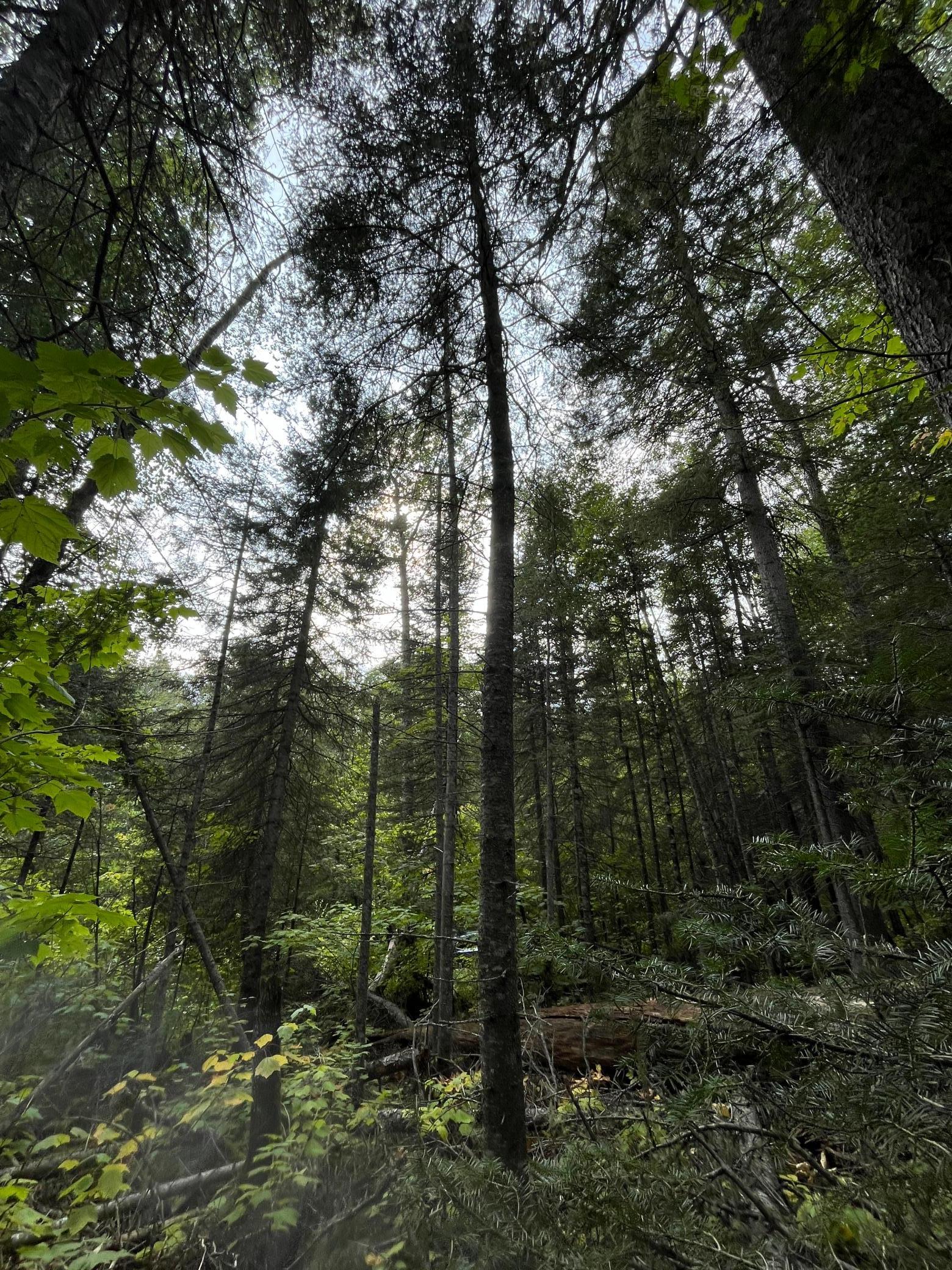 Tbd South Lost Lake Road Grand Marais, MN 55604 - Photo 6 of 6