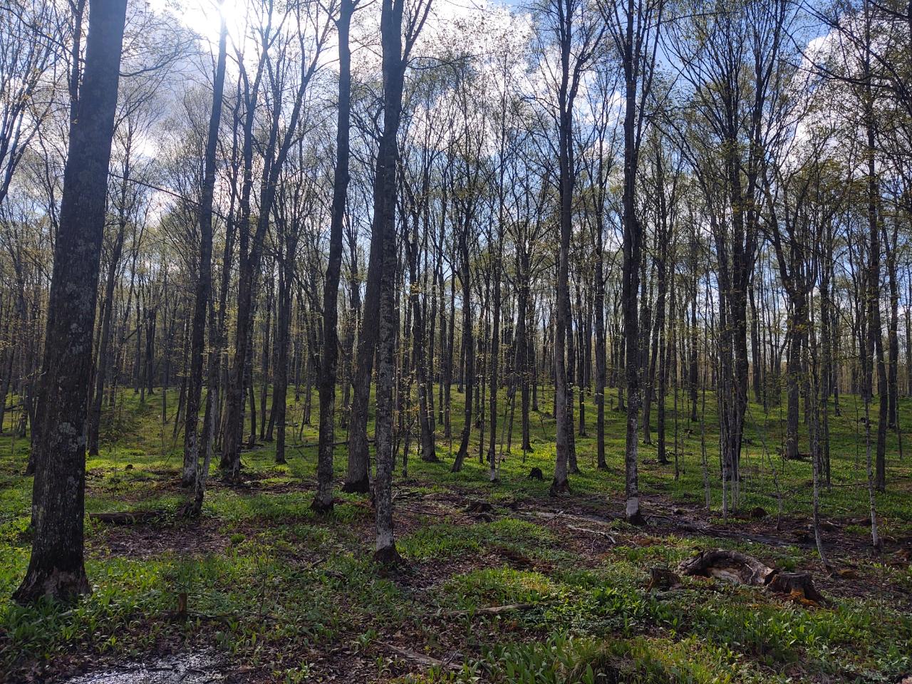 Off Off Shore Road, Unit 35 ACRES Phelps, WI 54554 - Photo 2 of 3 Gallery Image 2