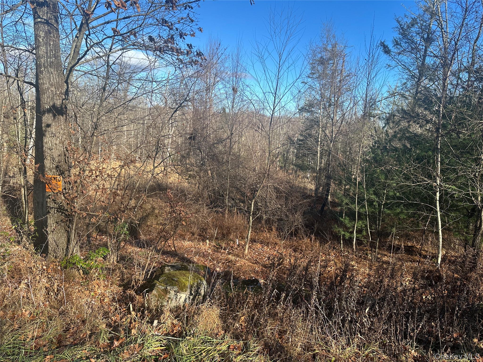 Oak Ridge Ellenville, NY 12428 - Photo 2 of 8 a view of a forest with lots of trees