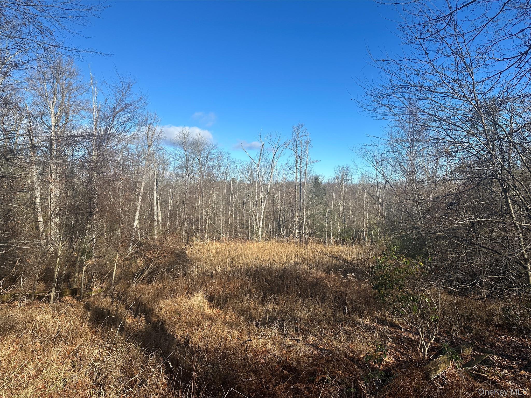 Oak Ridge Ellenville, NY 12428 - Photo 5 of 8 a view of forest