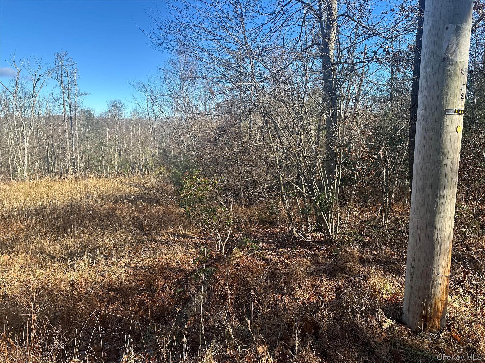 Oak Ridge Ellenville, NY 12428 - Photo 6 of 8 a view of a forest with a tree