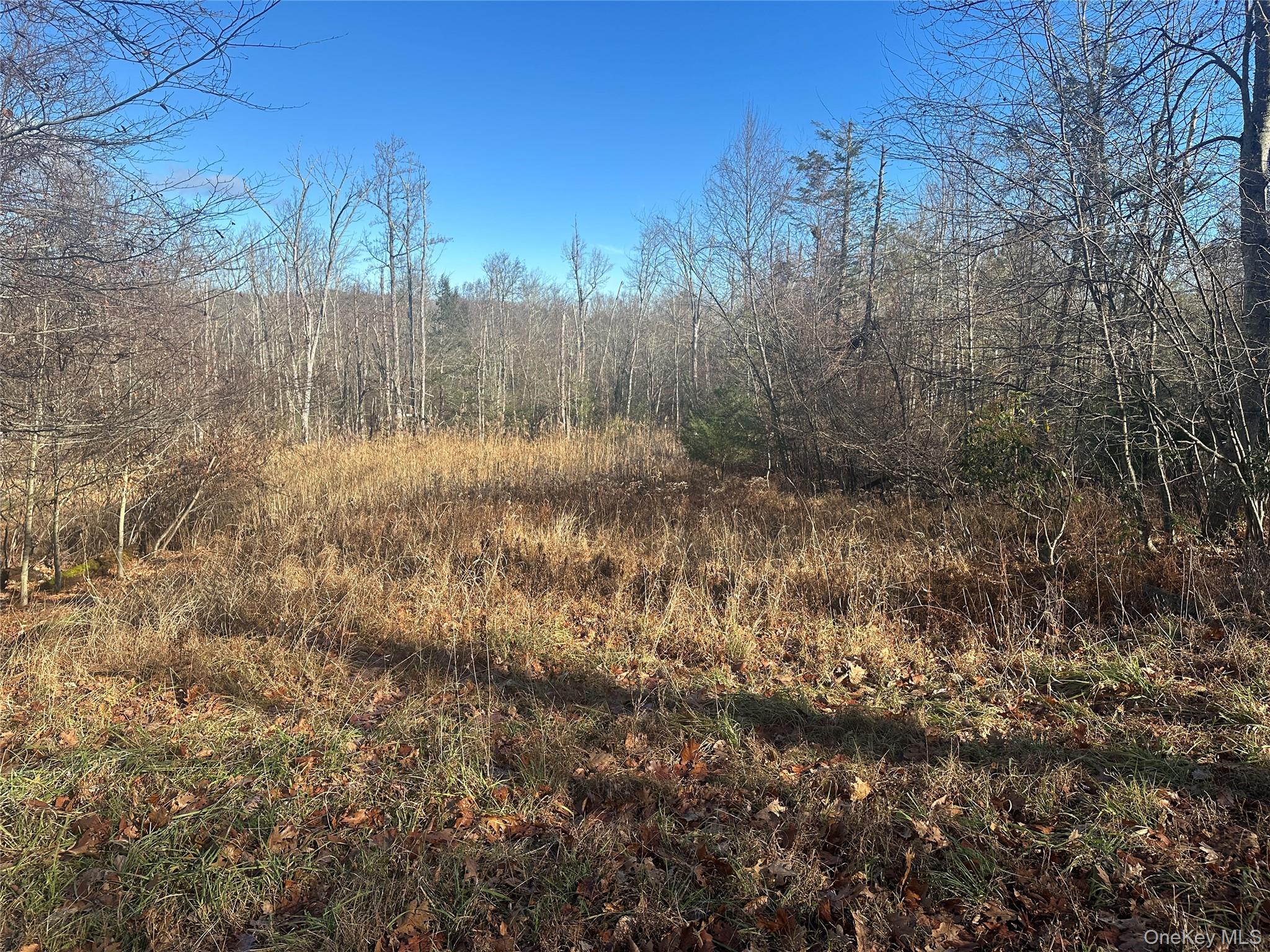 Oak Ridge Ellenville, NY 12428 - Photo 7 of 8 a view of a yard with a tree