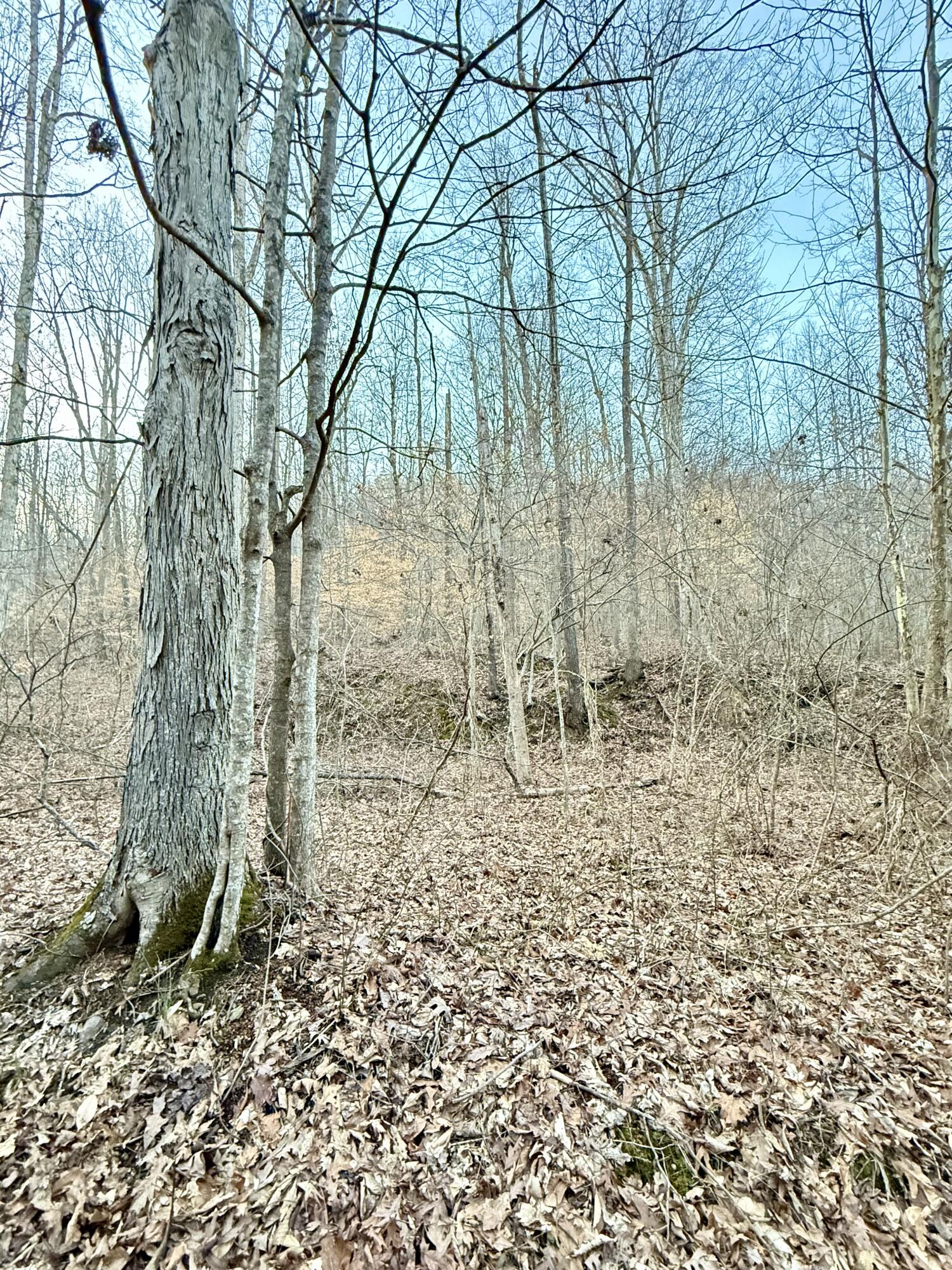 0 Sam Baughman Road Stanford, KY 40484 - Photo 14 of 27 FullSizeRender