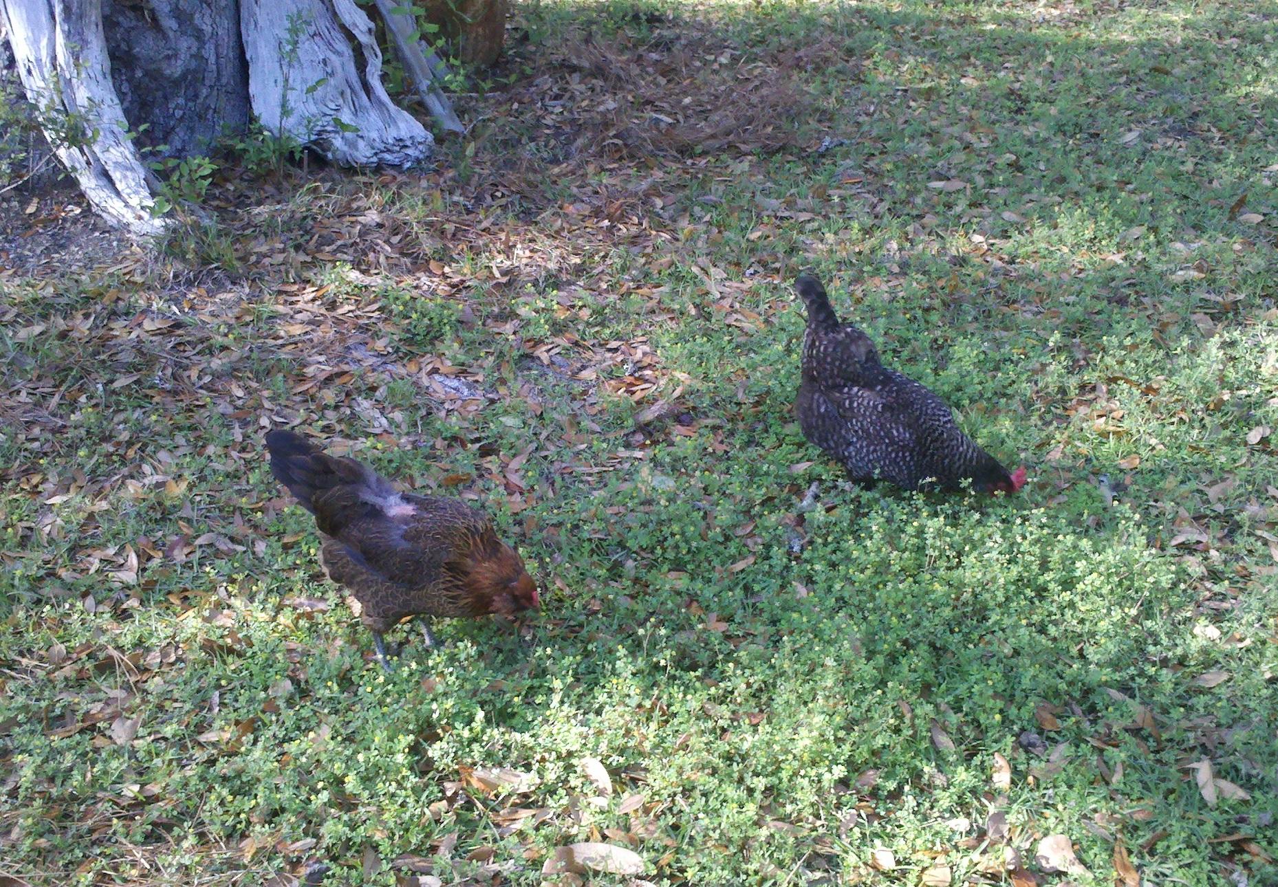 8486 Doar Road Awendaw, SC 29429 - Photo 25 of 30 Plenty of room for Garden & Chickens