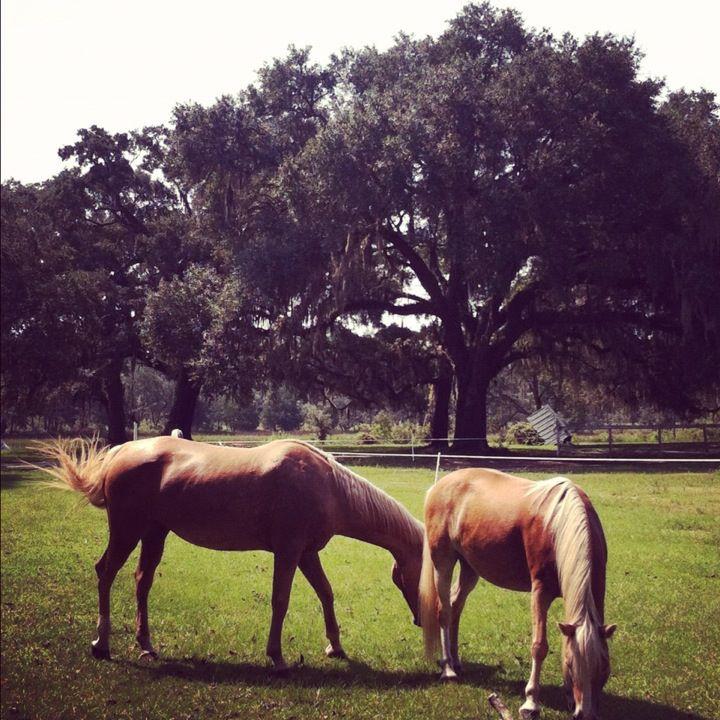 8486 Doar Road Awendaw, SC 29429 - Photo 28 of 30 Bring Your Horse