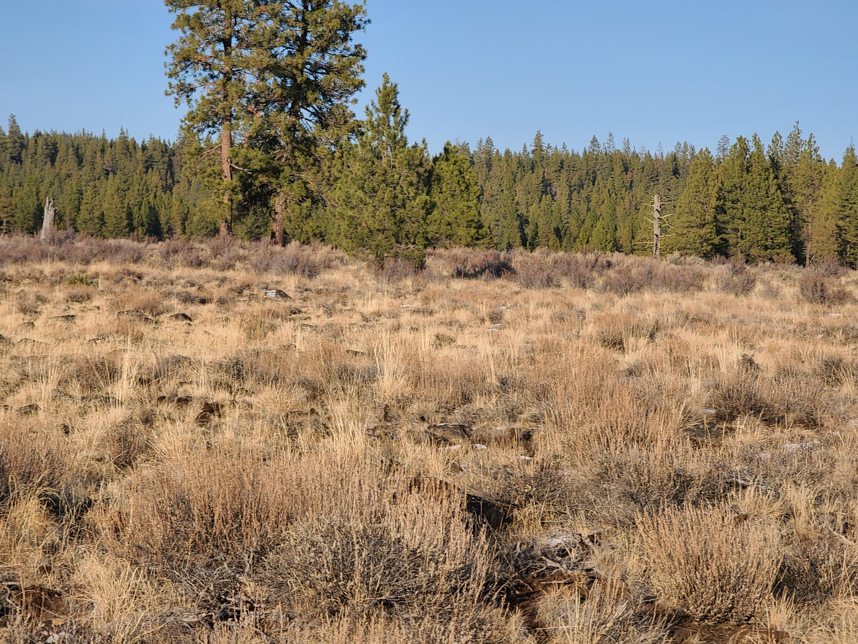 Lot 15 Yellow Pine Road Beatty, OR 97621 - Photo 3 of 6 20201121_150722