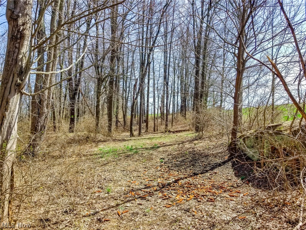 17805 Early Cemetary Road Kimbolton, OH 43749 - Photo 6 of 30 View of undeveloped land