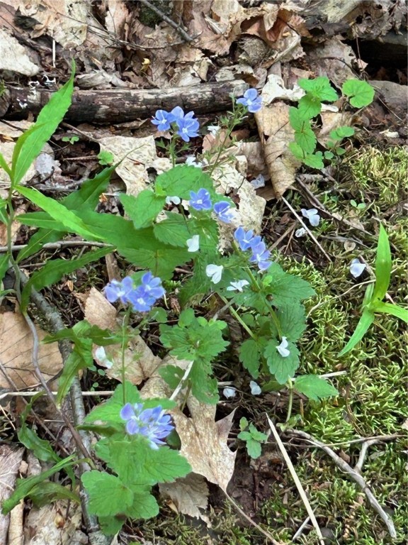 512 County Highway 18 Butternuts, NY 13776 - Photo 23 of 23