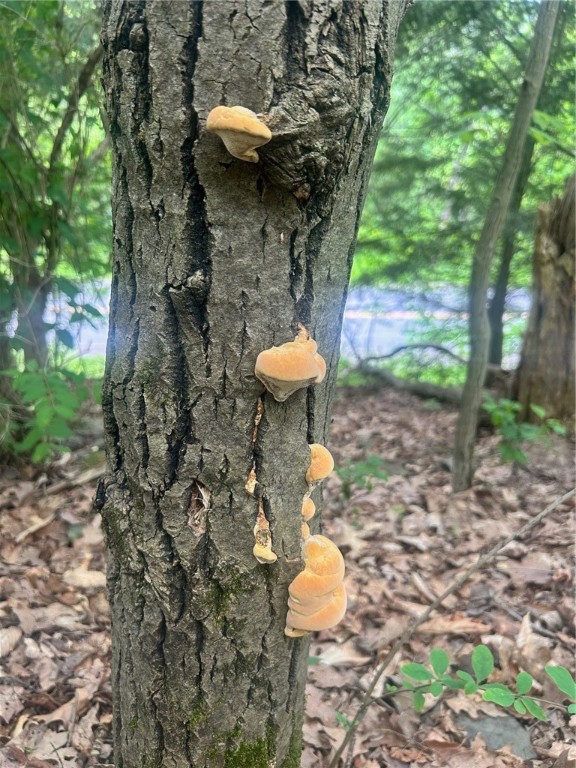 512 County Highway 18 Butternuts, NY 13776 - Photo 5 of 23