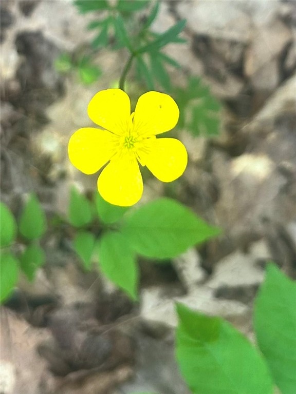 512 County Highway 18 Butternuts, NY 13776 - Photo 7 of 23