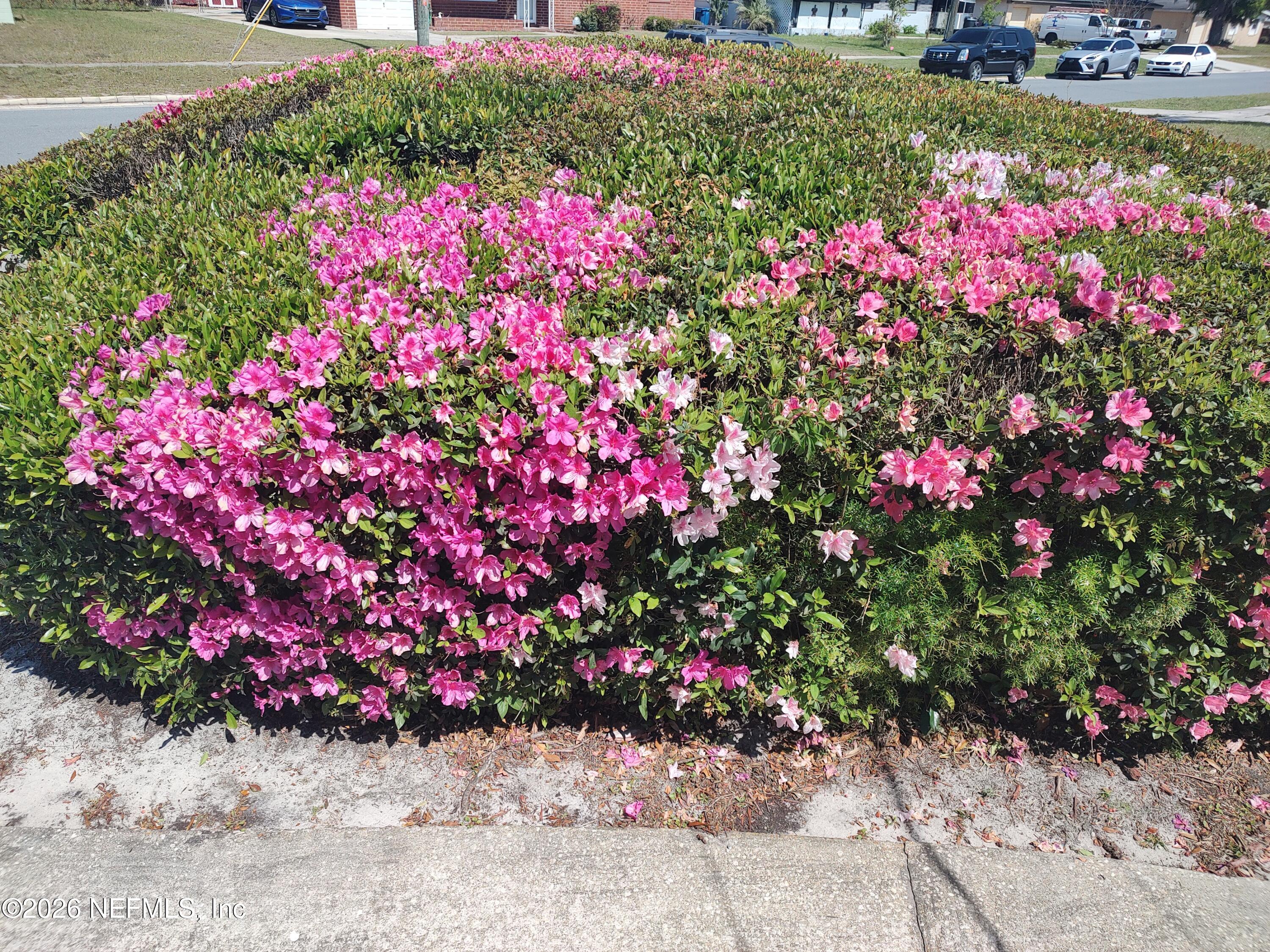 6204 Diane Road Jacksonville, FL 32277 - Photo 35 of 36 Azaleas in Bloom
