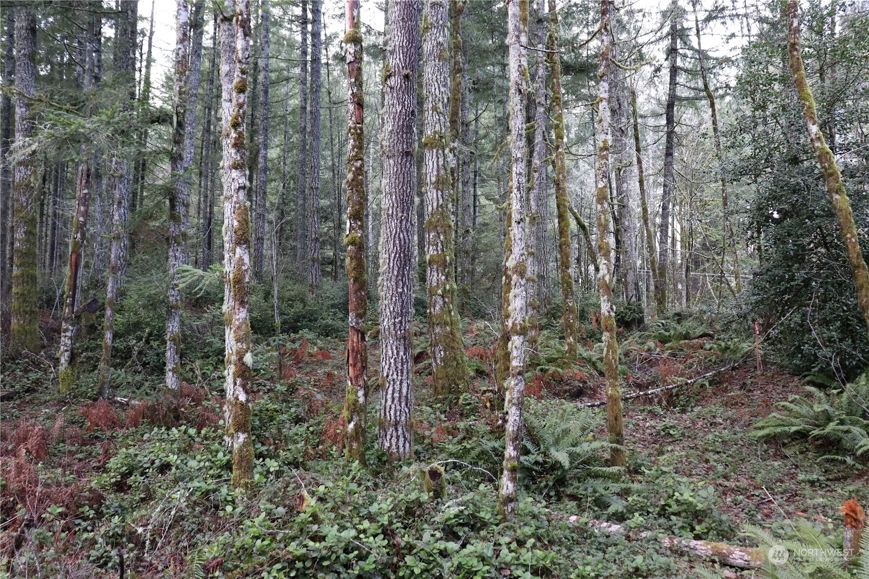 0 Lackey Road Northwest Vaughn, WA 98394 - Photo 19 of 24