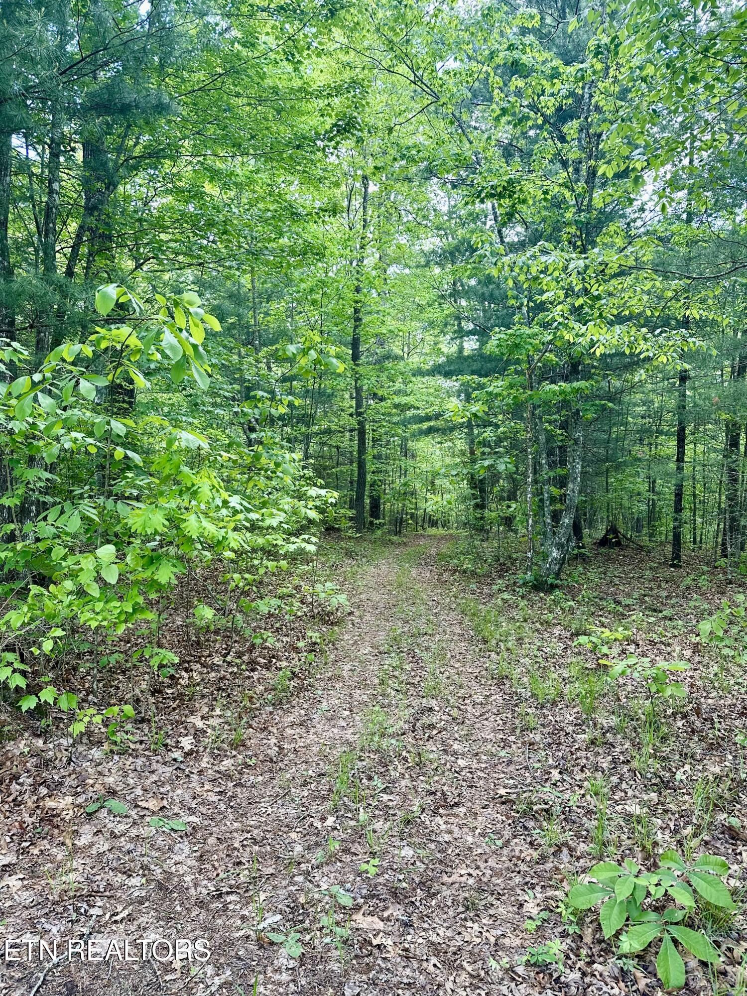 179 Human Drive Lancing, TN 37770 - Photo 23 of 46 IMG_9365