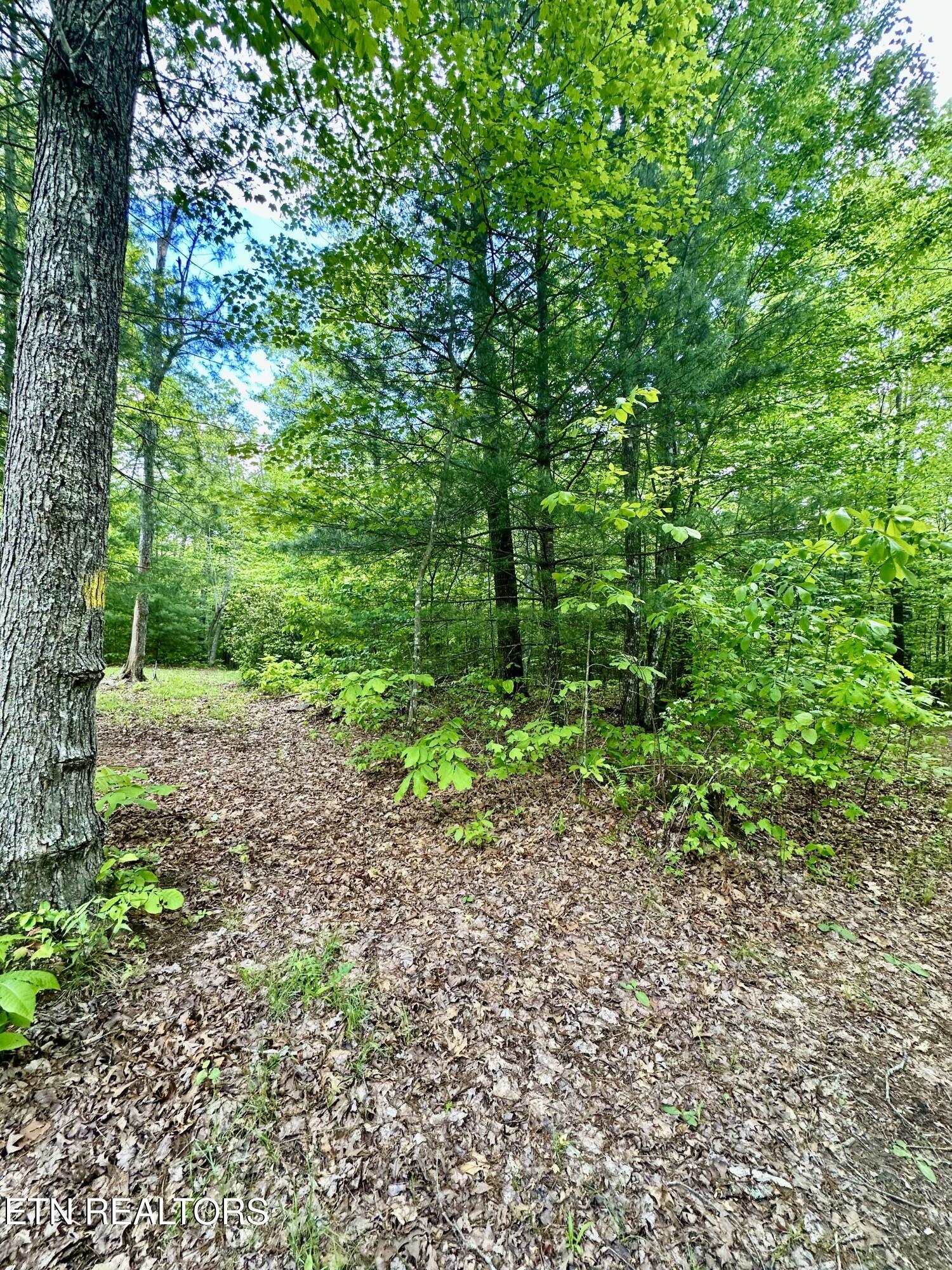179 Human Drive Lancing, TN 37770 - Photo 23 of 45 IMG_9366