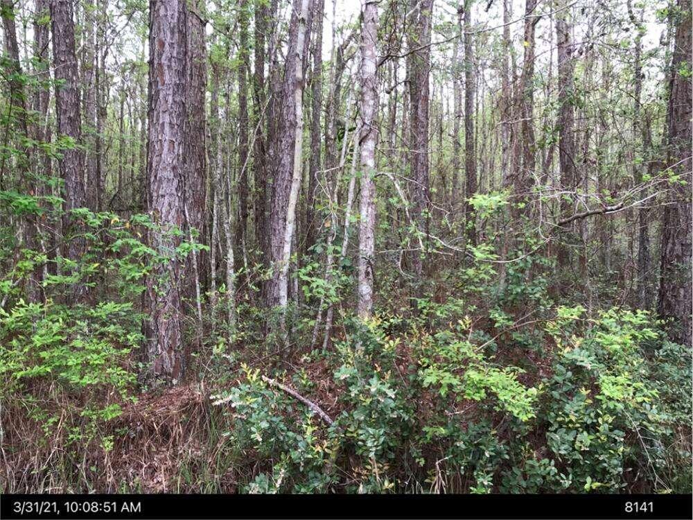 Lot 35 Lewis Lane Townsend, GA 31331 - Photo 2 of 2 a view of forest