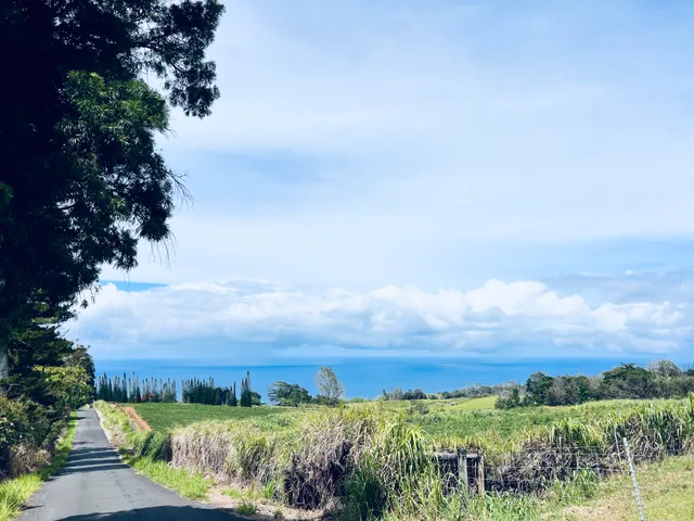 a view of a city with lush green forest