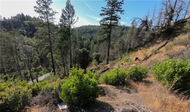 a view of a forest with a tree