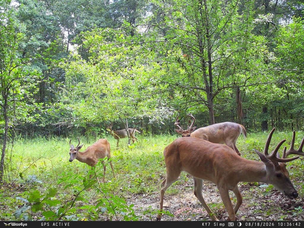 15 Hamilton-lee Road Lewisburg, KY 42256 - Photo 8 of 35 Gallery Image 8
