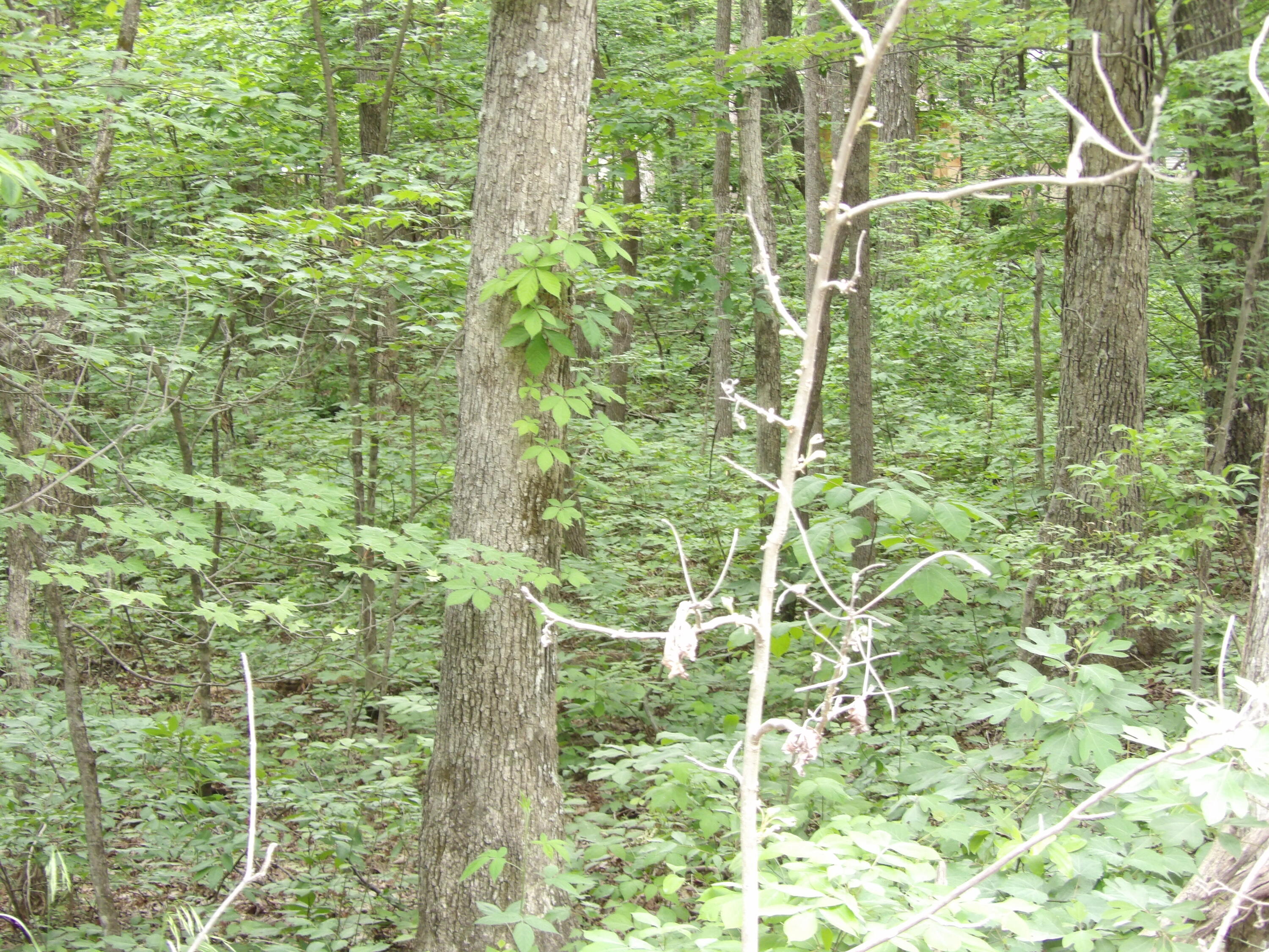 0 Ridge Road West Crossville, TN 38572 - Photo 6 of 10 100_2497