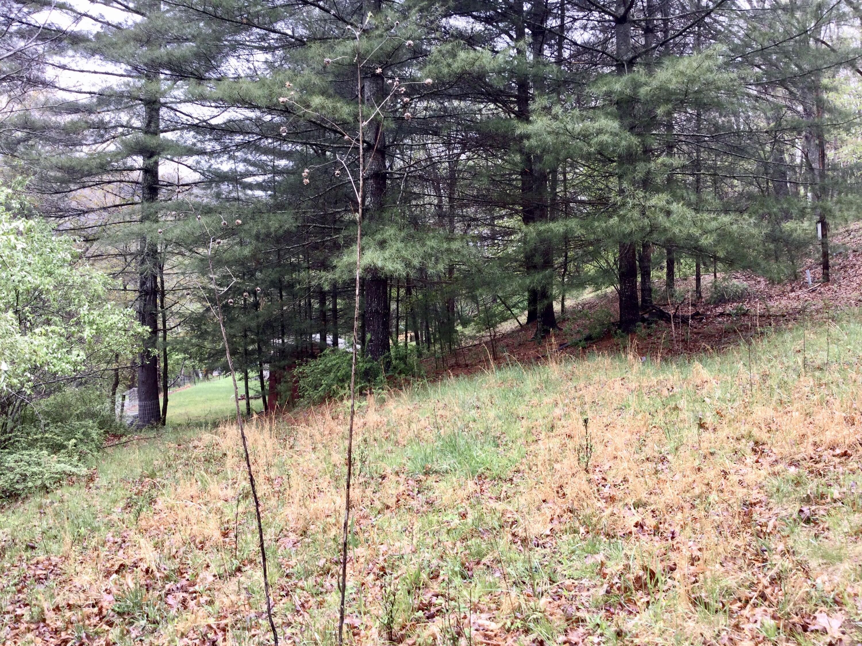 12949 Cass Road Cass, WV 24927 - Photo 8 of 22 Gallery Image 8