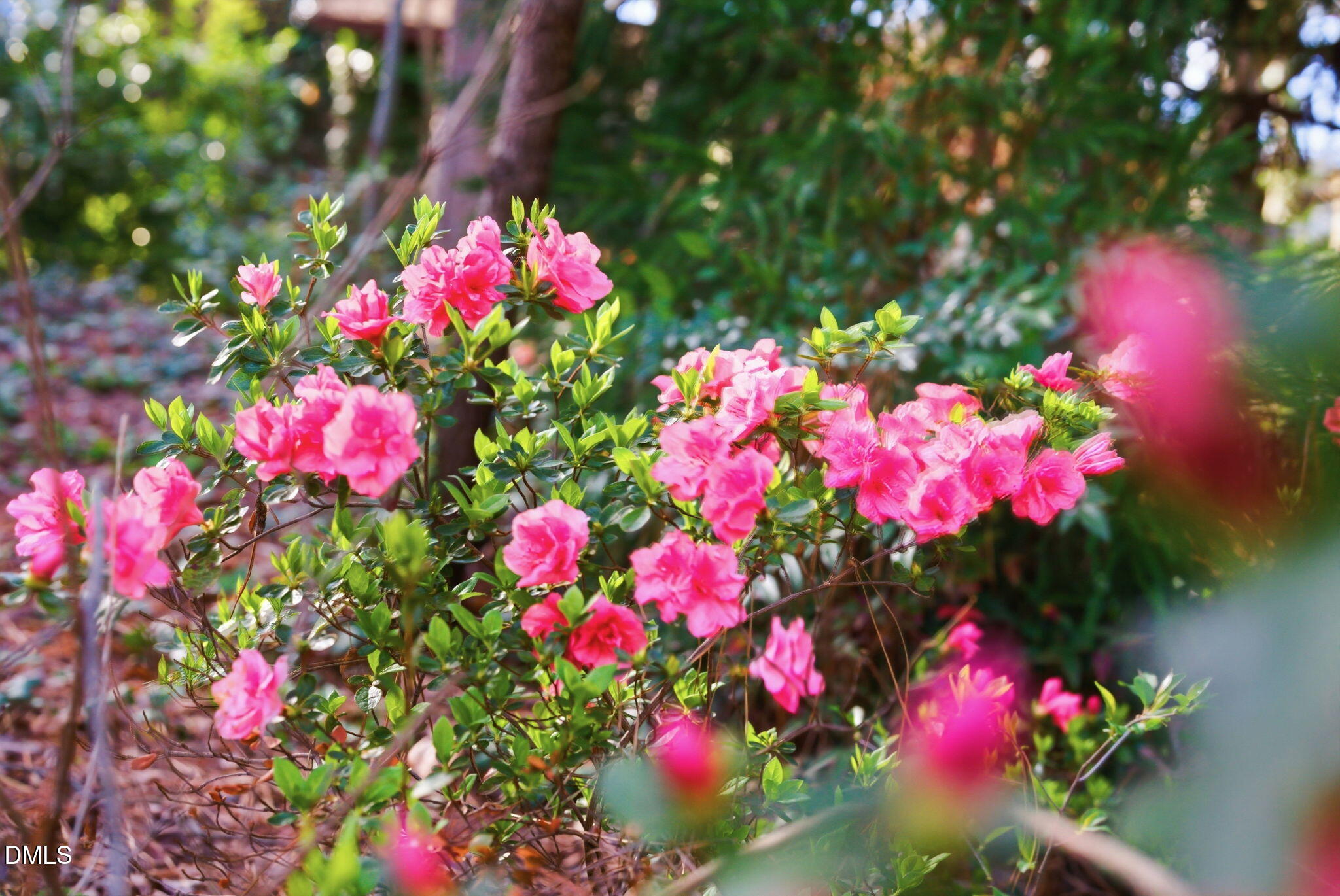 1513 Dellwood Drive Raleigh, NC 27607 - Photo 24 of 76 a view of a flower