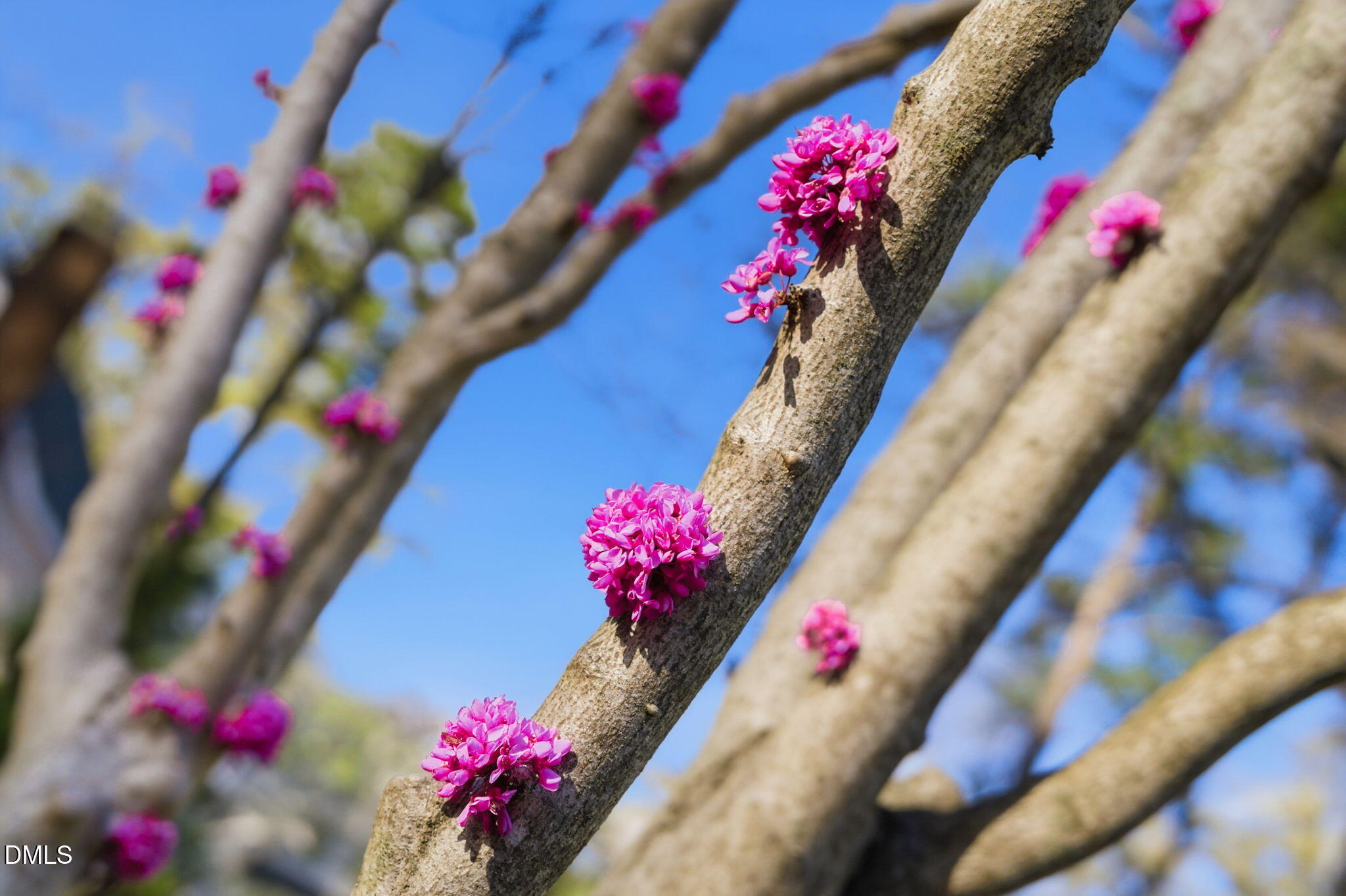 1513 Dellwood Drive Raleigh, NC 27607 - Photo 35 of 76 a view of a flower