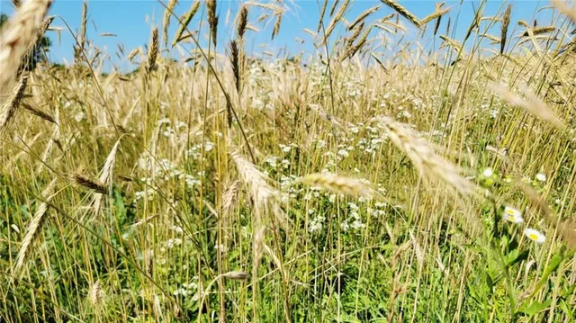 $800,000 | 0 Ks Highway, Lacygne, KS 66040