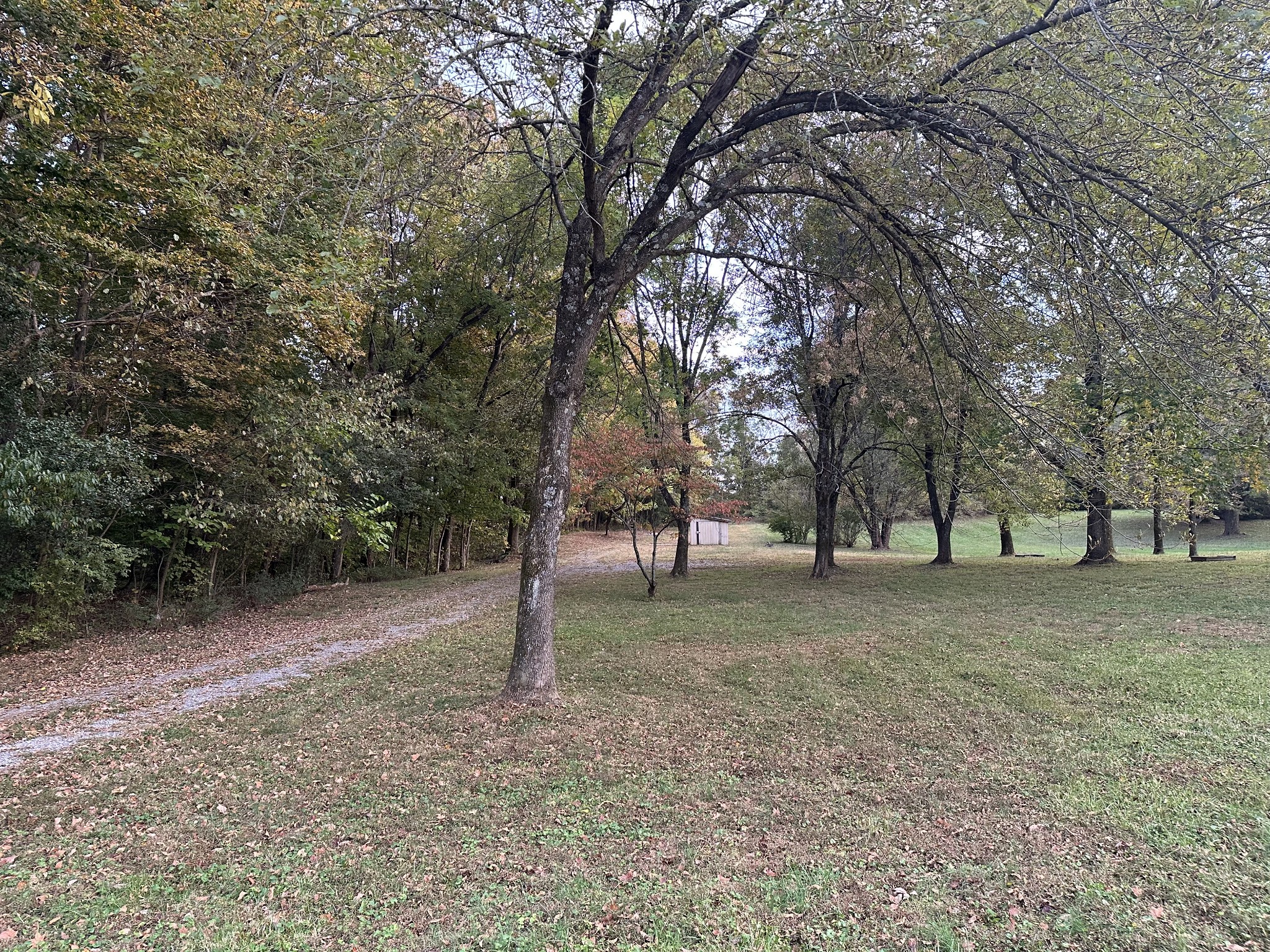 6371 Gum Station Road Springfield, TN 37172 - Photo 1 of 16 a view of a tree in the middle of a yard