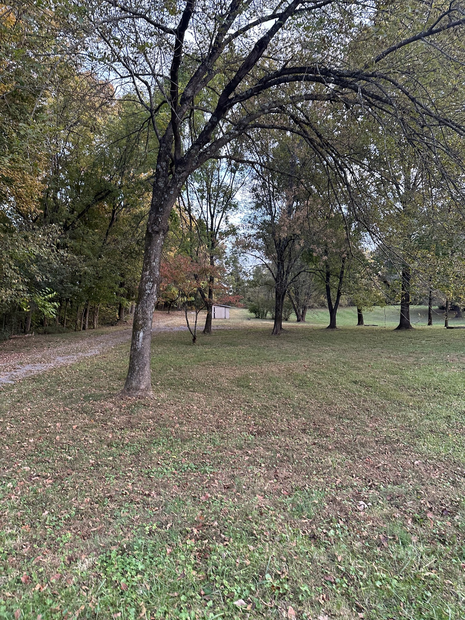 6371 Gum Station Road Springfield, TN 37172 - Photo 3 of 16 a view of some trees in the forest
