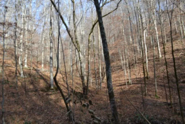 a view of a forest with a tree