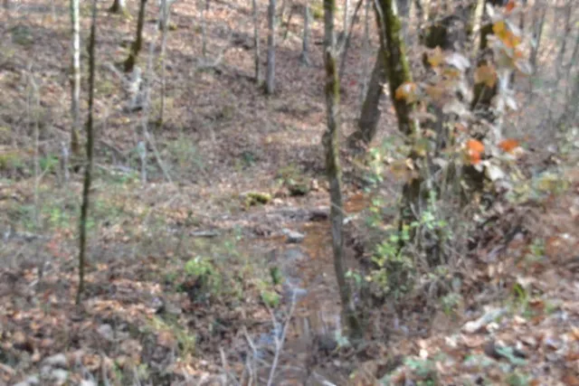 a close up of a plant