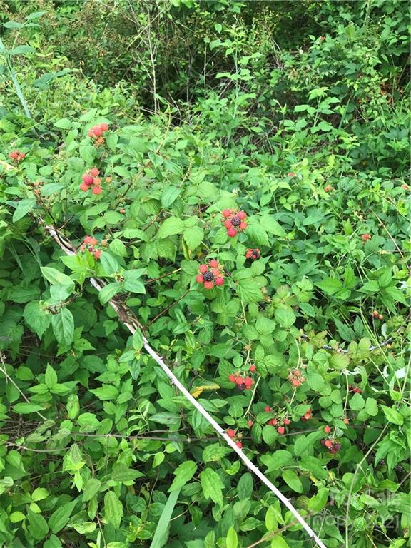 3 Buckner Road Leicester, NC 28748 - Photo 25 of 28 a view of a flower in a garden