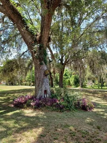 a view of a park with large trees