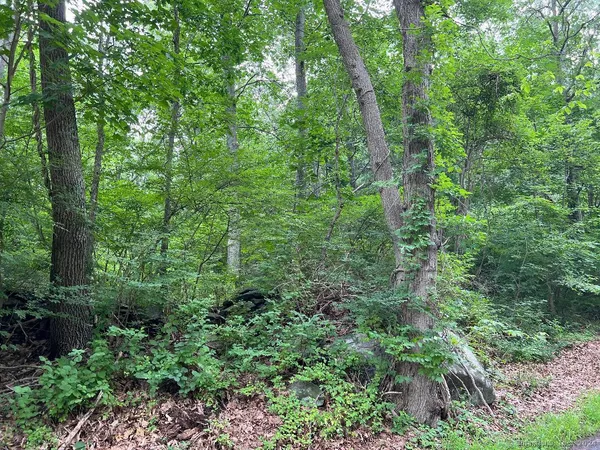 a view of a forest with lots of trees