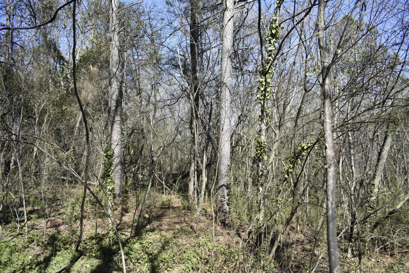 109 7th Street Rossville, GA 30741 - Photo 9 of 10 _DSC0666