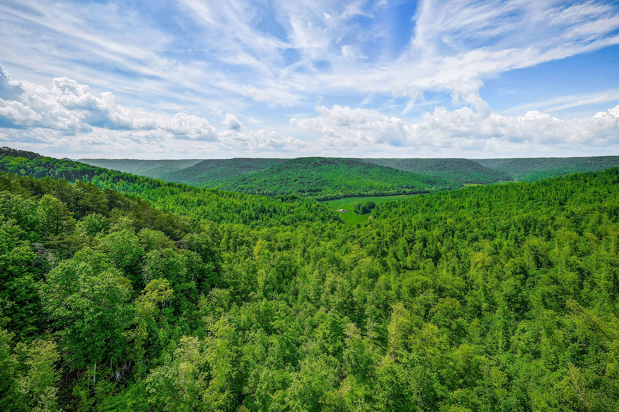 1687 Delk Creek Road Pall Mall, TN 38577 - Photo 23 of 81 a view of a big yard with plants and a large tree