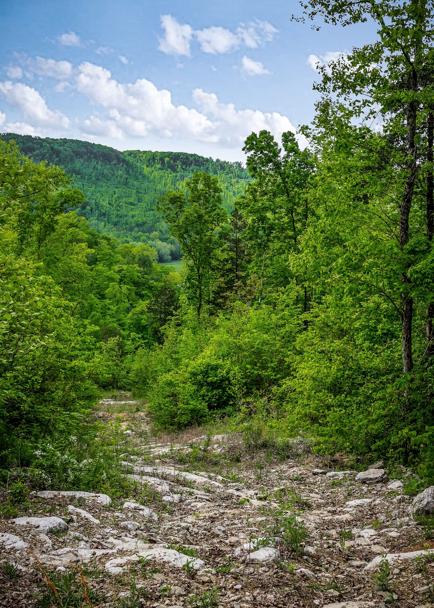 1687 Delk Creek Road Pall Mall, TN 38577 - Photo 56 of 81 a view of a bunch of trees