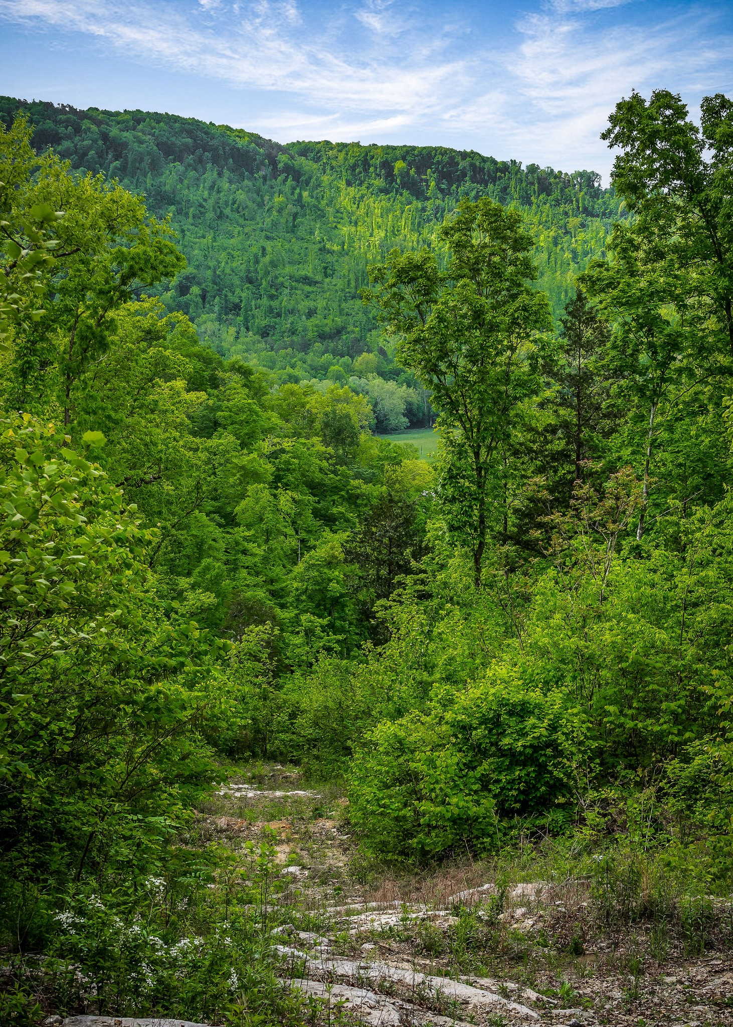 1687 Delk Creek Road Pall Mall, TN 38577 - Photo 57 of 81 a view of a lush green outdoor space with a lake view