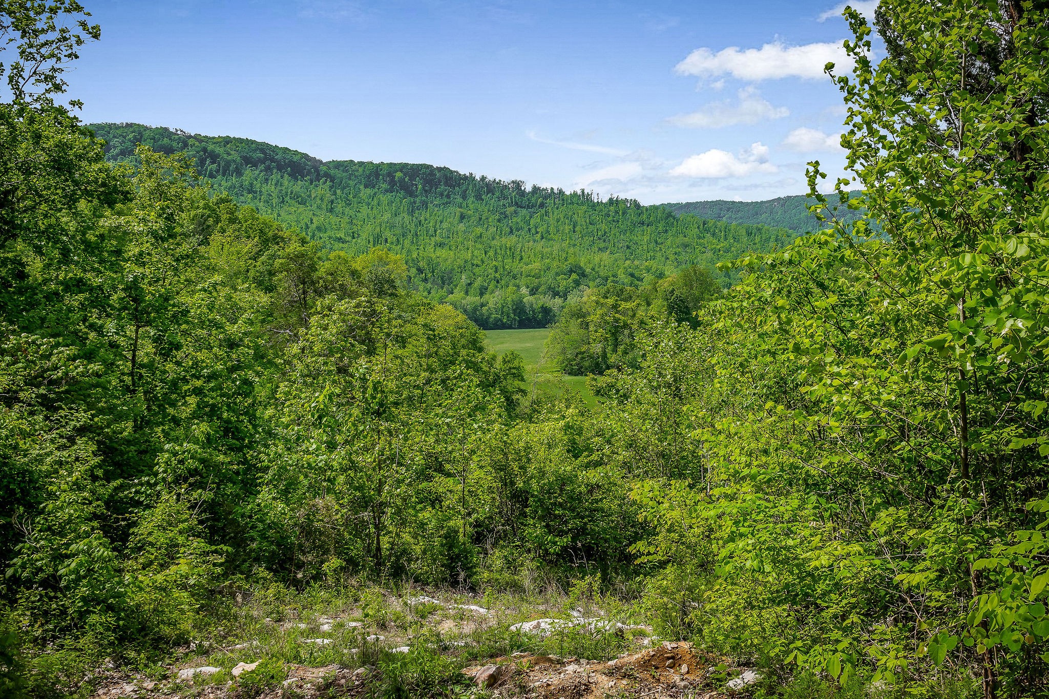 1687 Delk Creek Road Pall Mall, TN 38577 - Photo 60 of 81 a view of a lush green space with sea