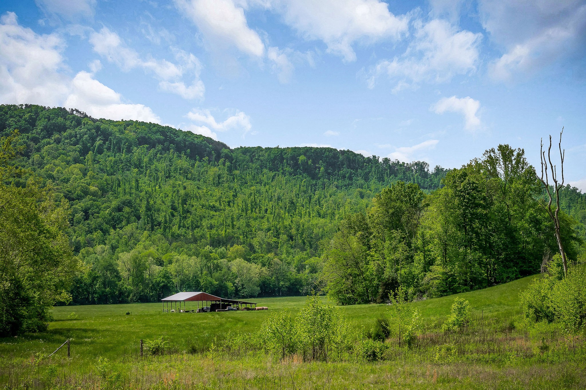 1687 Delk Creek Road Pall Mall, TN 38577 - Photo 61 of 81 a view of a green field with lots of green space