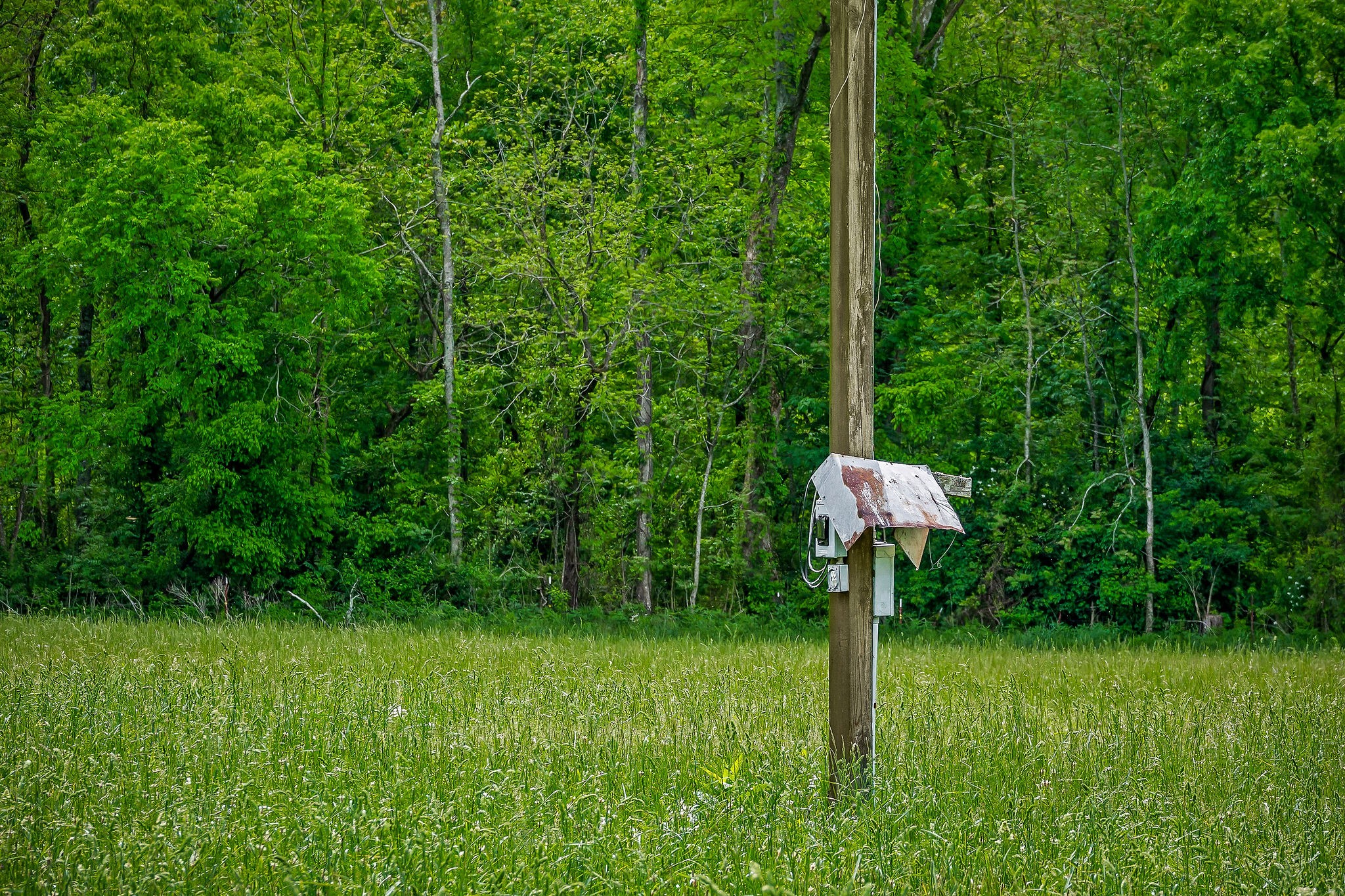 1687 Delk Creek Road Pall Mall, TN 38577 - Photo 66 of 81 a garden view