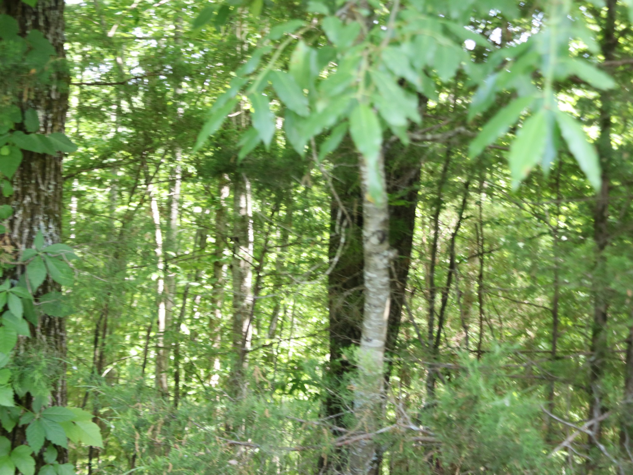 10 Fox Hill Road Baxter, TN 38544 - Photo 4 of 11 Gallery Image 4
