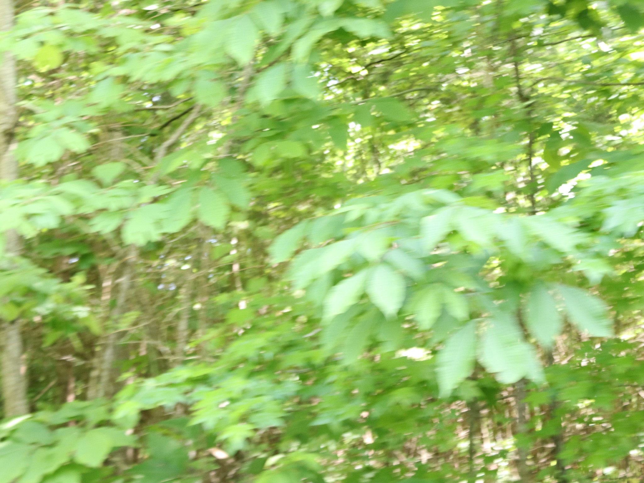 10 Fox Hill Road Baxter, TN 38544 - Photo 5 of 11 Gallery Image 5