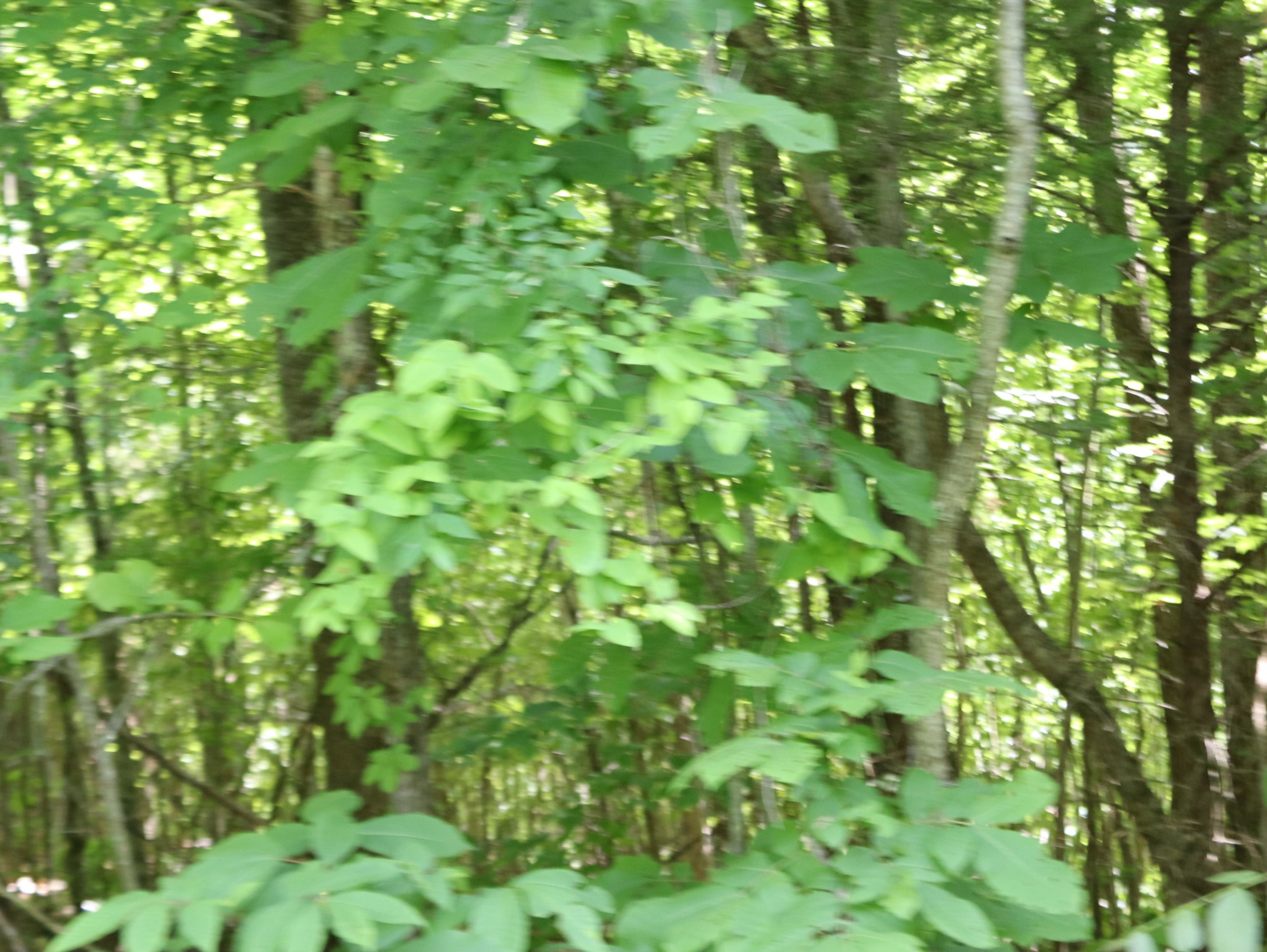 10 Fox Hill Road Baxter, TN 38544 - Photo 6 of 11 Gallery Image 6