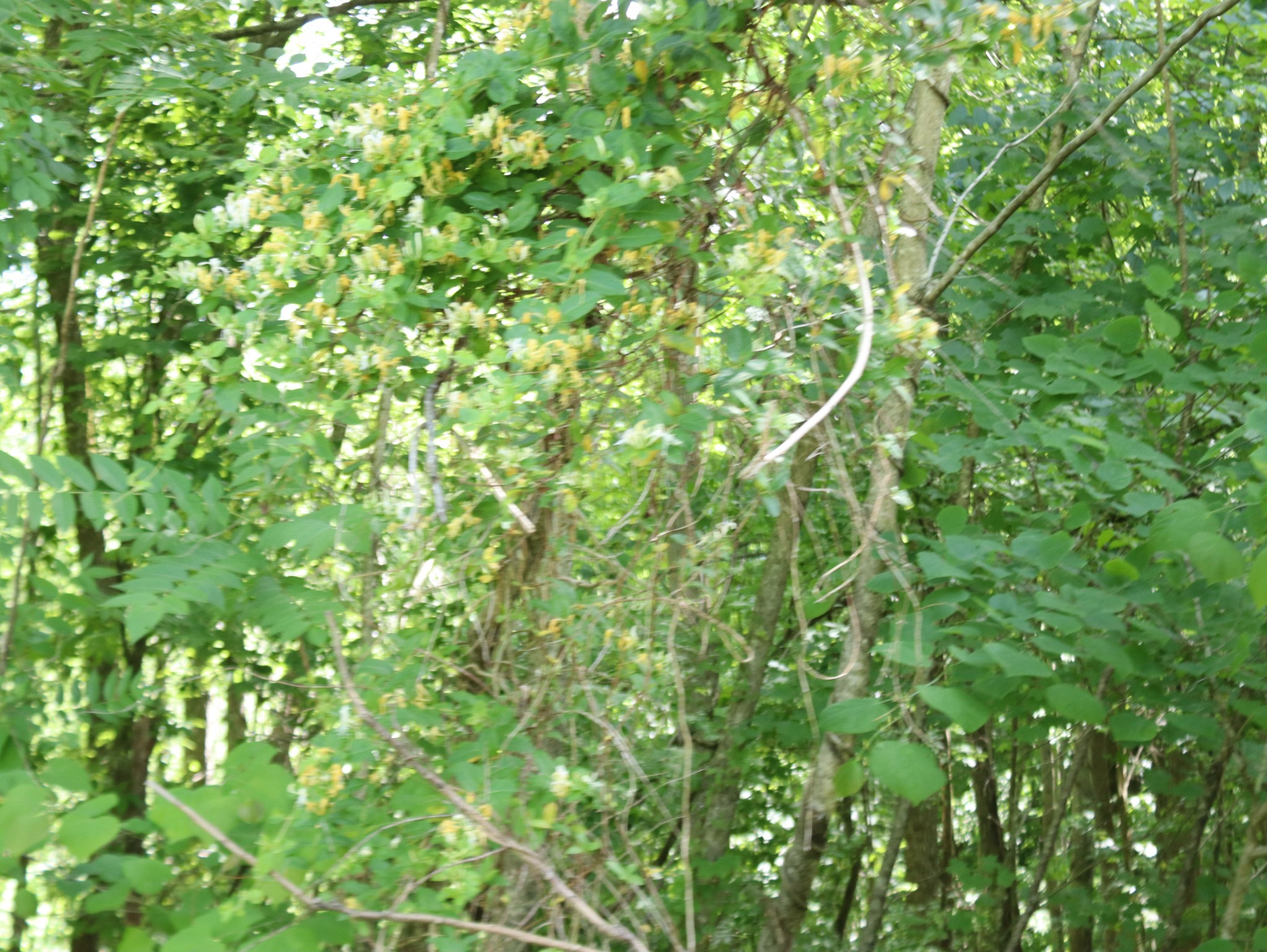 10 Fox Hill Road Baxter, TN 38544 - Photo 7 of 11 Gallery Image 7