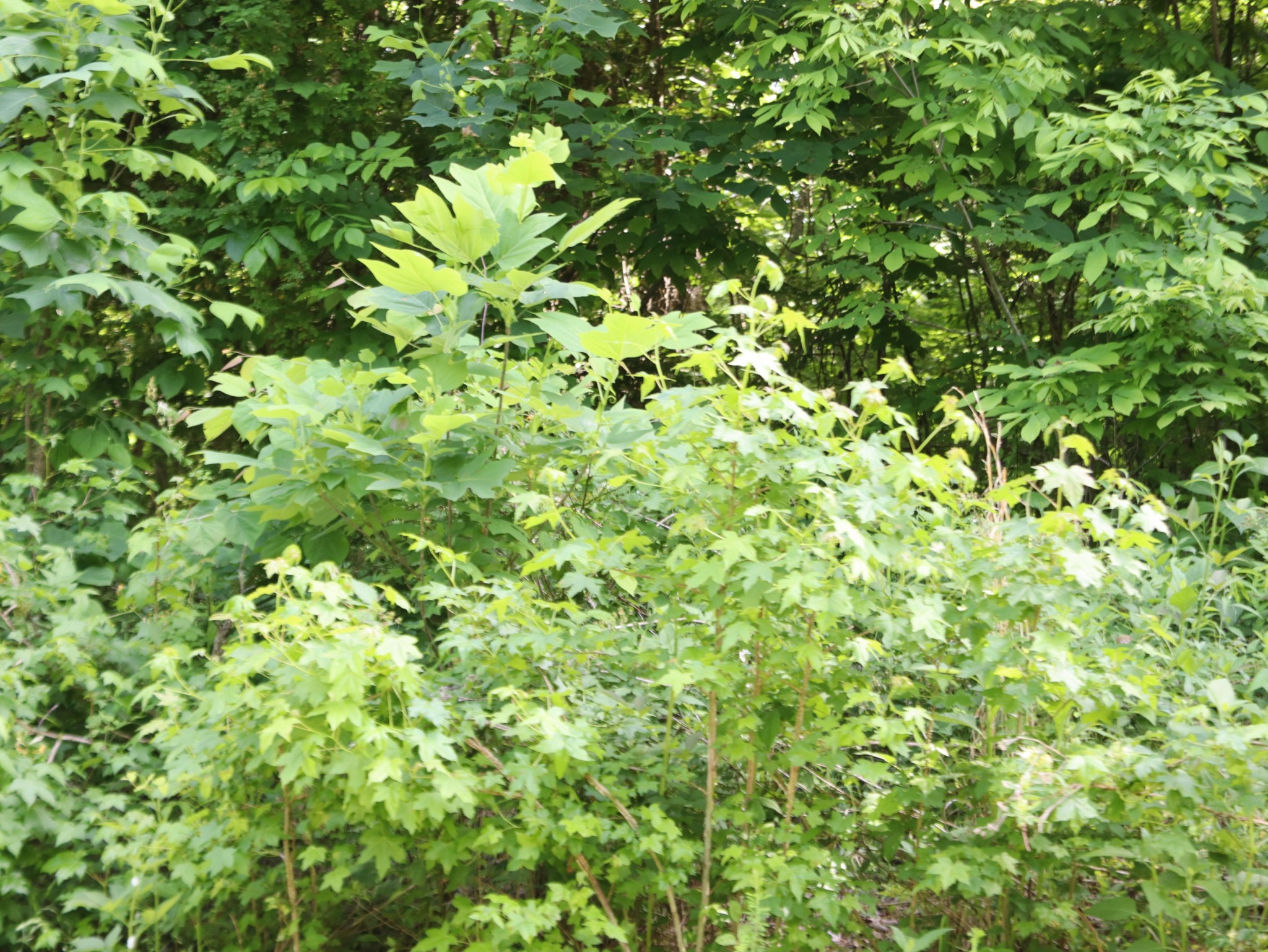 10 Fox Hill Road Baxter, TN 38544 - Photo 8 of 11 Gallery Image 8