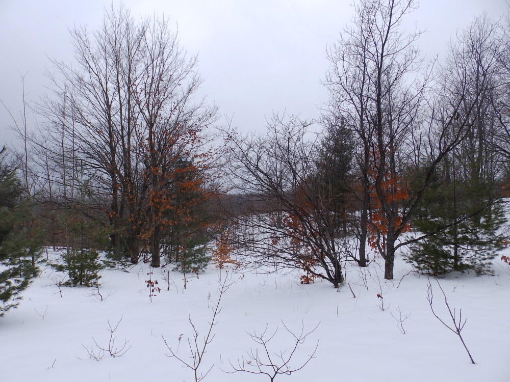 Keil Road Mancelona, MI 49659 - Photo 9 of 48 Gallery Image 9