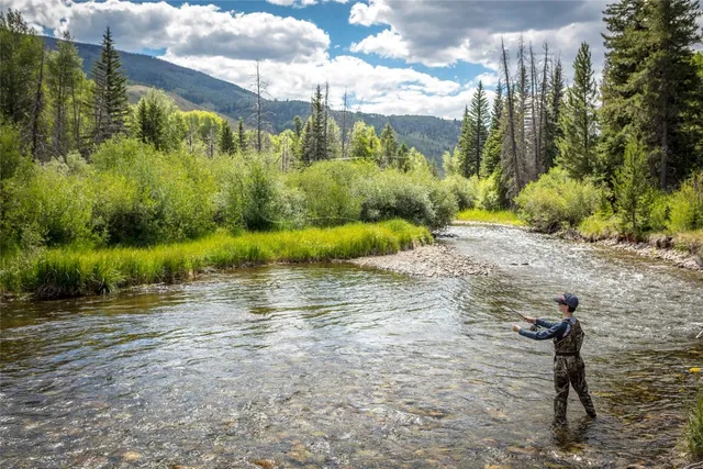 a view of a yard with trees