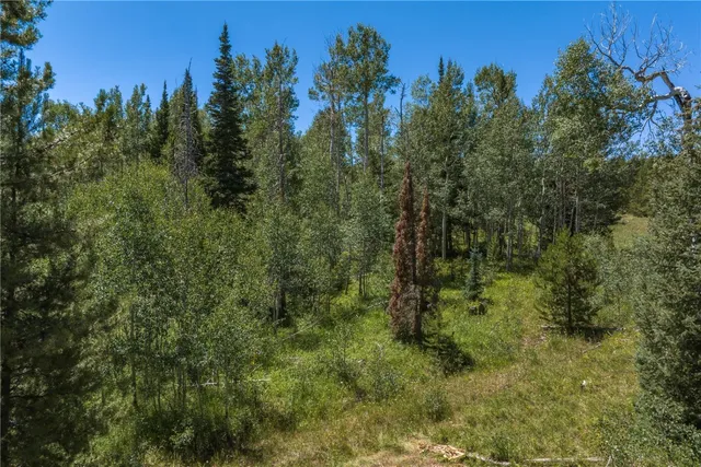 a view of a forest with a tree